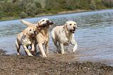 LABRADOR 214